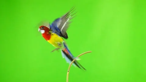 Slow motion. Rosella the parrot flaps its wings and flies out of the green sc Stock Footage 100889500