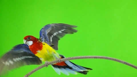 Slow motion. Rosella the parrot flaps its wings on a green screen Stock Footage 100889636