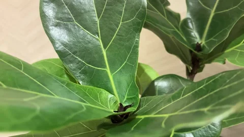 Slow Motion Rotating Close-Up of Large Glossy Green Leaves Stock Footage 333049826