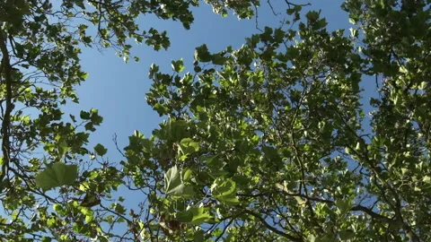 Slow motion rotating shot beneath branches of maple trees in summer Stock Footage 132214599