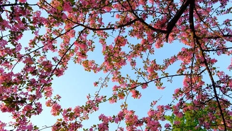 Slow motion rotating shot of pink sakura trees in spring garden or park 스톡 동영상 102776045