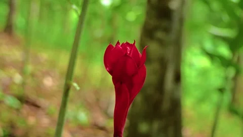 Slow-motion rotating shot of a vibrant torch ginger flower growing in a forest Stock Footage 305441020