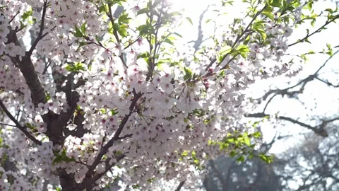 Slow-motion rotating shot of white cherry blossoms against a soft sky Vidéo 333193749