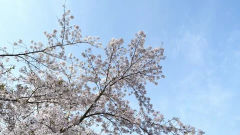 Slow-motion rotating shot of white cherry blossoms against a soft sky Vidéo 333193792