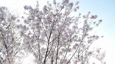 Slow-motion rotating shot of white cherry blossoms against a soft sky Vidéo 333193855