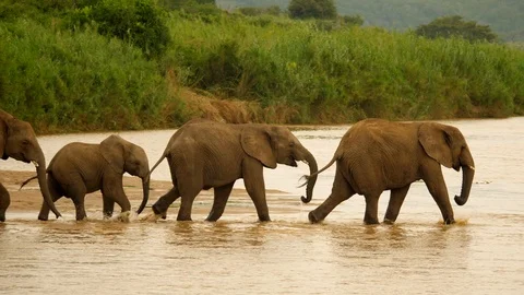 Slow motion: Row of young elephants cross river, step down into deeper water. Stockbeeldmateriaal 105836649