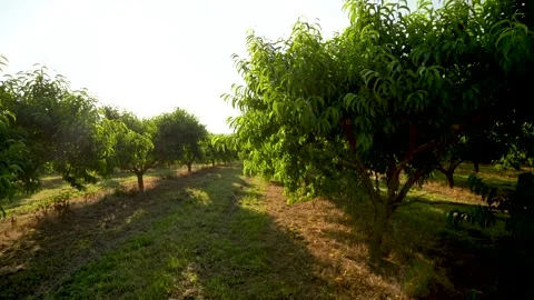 Slow motion rows and rows of backlit peach and fruit trees at sunrise. Stock Footage 134628466