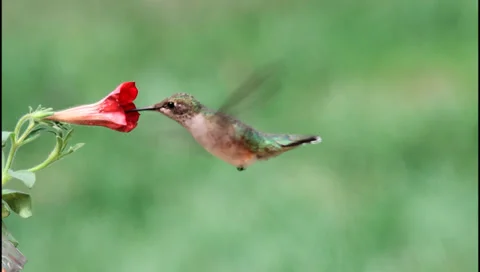 Slow motion of a Ruby-throated Hummingbird Stock Footage 37125293