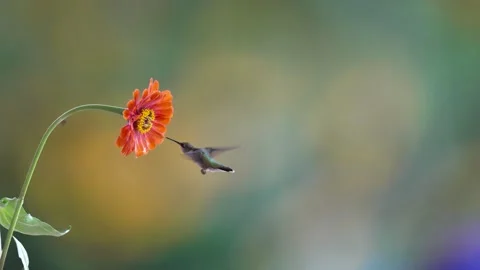 Slow Motion Ruby Throated Hummingbird Feeding on Orange Yellow Zinnia Flower Stock Footage 342655053
