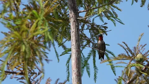 Slow motion ruby-throated hummingbird flies from a branch Stock Footage 342943254