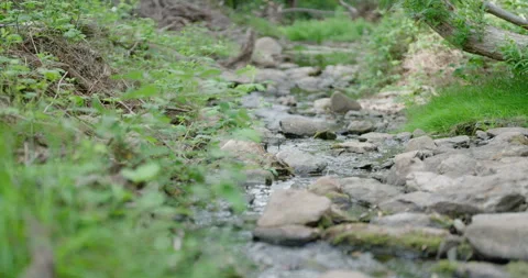 Slow Motion Running Creek with Greenery Stock Footage 243847232