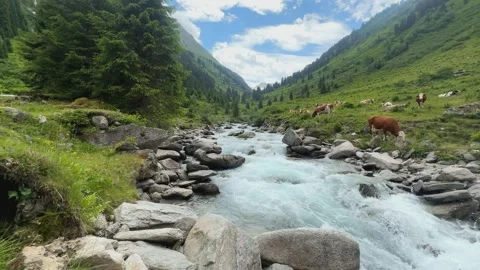 Slow Motion: Rushing River and Grazing Cows in the Green Austrian Alps, Summe Stock Footage 336195860