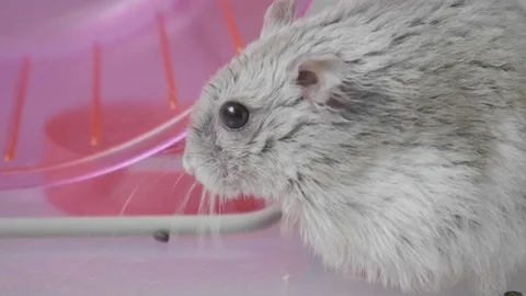 Slow motion russian dwarf hamster chewing Stock Footage 113293191