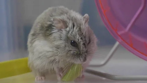 Slow motion russian dwarf hamster chewing food Stock Footage 113293335