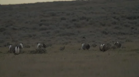 Slow Motion Sage Grouse Displaying - 96fps Stock Footage 49671713