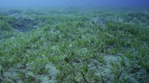 Slow motion, Sandy bottom covered with green grass and sand hills Video stock 237228133