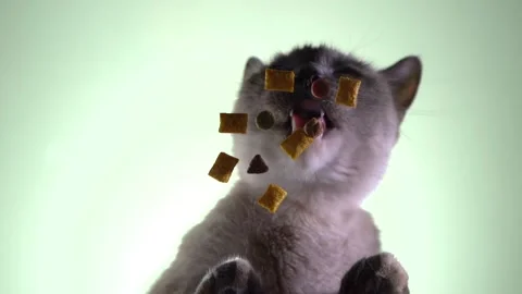 Slow motion. Сat eats dry food. View from below. Stock Footage 211437073