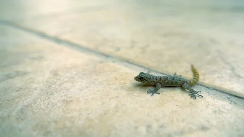 Slow motion of a scared lizard runs away Vidéo 95999938