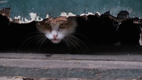 Slow motion: scared stray cat looking outside from shelter Stock Footage 114644355