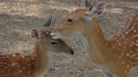 Slow motion scene, instinct of deer animal in wildlife with love Stock Footage 235436092
