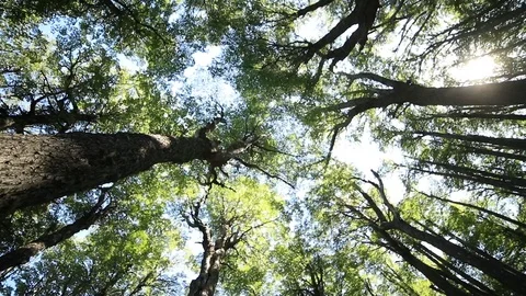 Slow motion scene looking above to tree tops from inside nothofagus woods 스톡 동영상 126738312