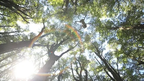 Slow motion scene looking above to tree tops while drone flyes. Flares, rainbow Видео 126739229