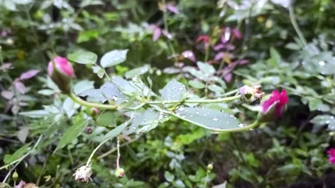 Slow motion scene ,A rose branch swaying in the rain Stock Footage 259914028
