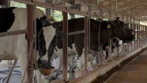 A slow-motion scene rural area feeding a herd of cows with hay or straw as the Vídeos de archivo 334655014