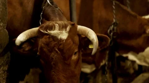 A slow-motion scene rural area feeding a herd of cows with hay or straw as the Vídeos de archivo 334655241