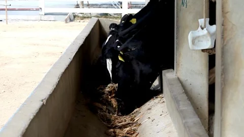 A slow-motion scene rural area feeding a herd of cows with hay or straw as the Vídeos de archivo 334655292