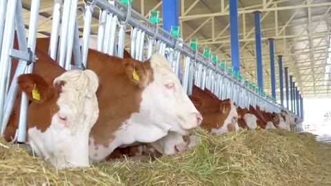 A slow-motion scene rural area feeding a herd of cows with hay or straw as the Video stock 334655294