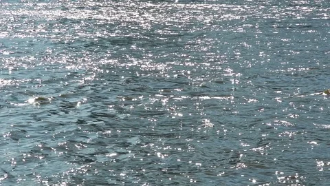 The Slow motion scene of the waves in the river with the glittering sunshine Stock Footage 104582592