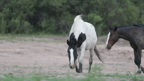 Slow motion scene of white and black horse eating grass at countryside Video stock 119000189