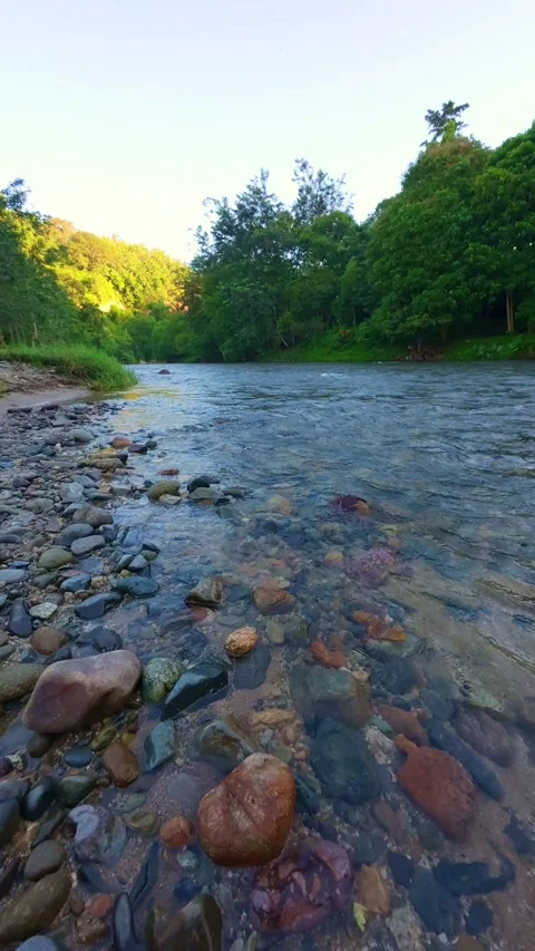 Slow Motion Scenic View of River Surrounded by Lush Green Stock Footage 308432123