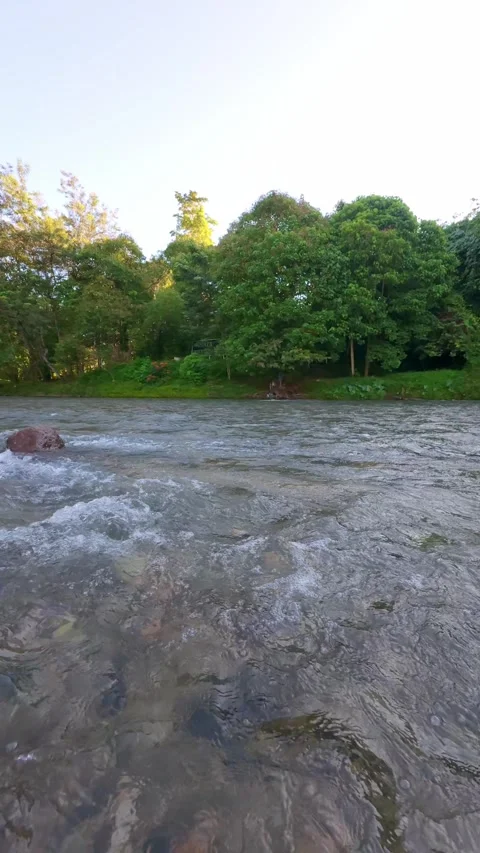 Slow Motion Scenic View of River Surrounded by Lush Green Stock Footage 308433051