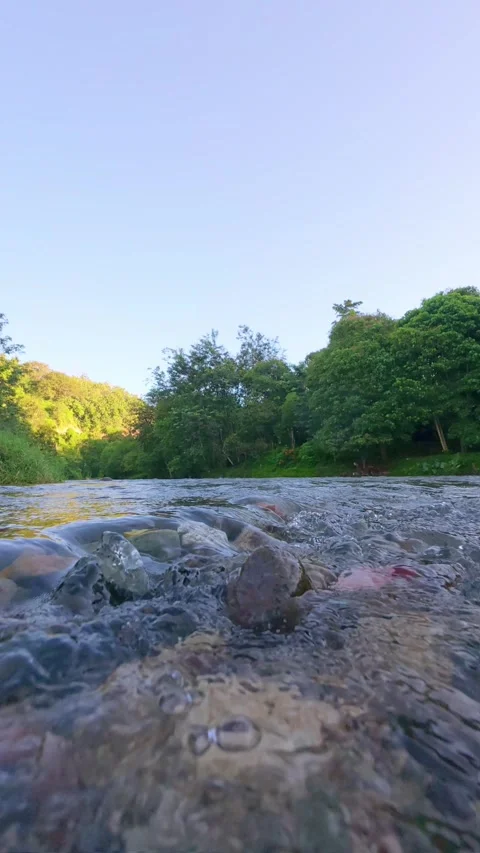 Slow Motion Scenic View of River Surrounded by Lush Green Stock Footage 308433174