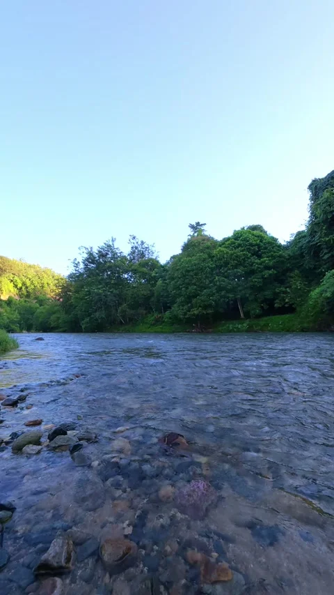 Slow Motion Scenic View of River Surrounded by Lush Green Stock Footage 308433225