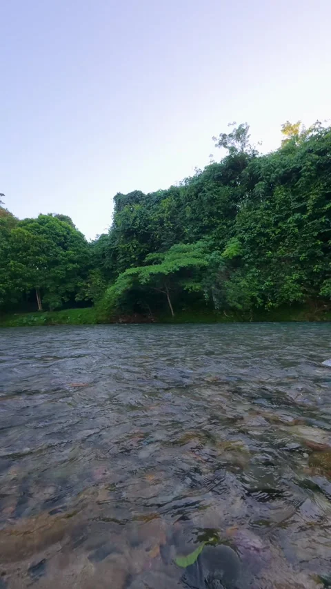 Slow Motion Scenic View of River Surrounded by Lush Green Stock Footage 308433491