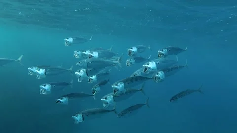 Slow motion, School of Mackerel fish swims in the blue water with open mouth Stock Footage 132035475