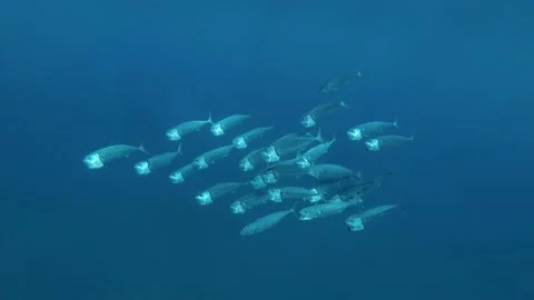 Slow motion, school of Mackerel fish swims in the blue water. Indian Mackerel Stock Footage 132530811