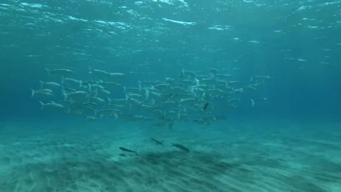 Slow motion, School of Mullet fish swims in shallow water between the sandy Stock Footage 132532433