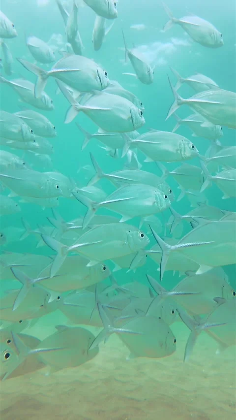 Slow Motion School Of Silver Caranx Fish Swimming In Turquoise Water Near Sand Stock Footage 329627641