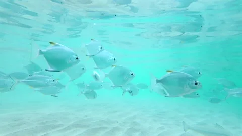 Slow Motion School Of Silver Fish Swimming Under Shimmering Surface In Hikkaduwa 库存影片 329627919