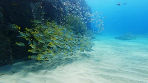 Slow Motion School of Tropical Fish Swimming Near Reef Stock Footage 326096170
