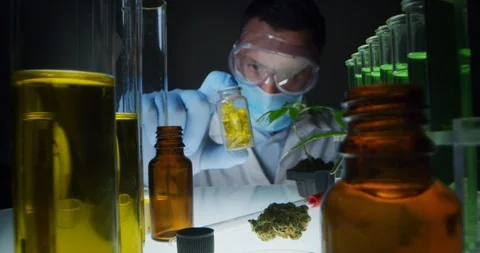 Slow motion of scientist is analizing capsules of hemp plant. Stock Footage 114854204