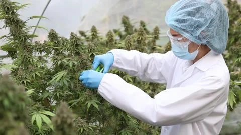 Slow motion of scientist checking hemp plants in a greenhouse.  Concept of .. Vídeo Stock 336936439