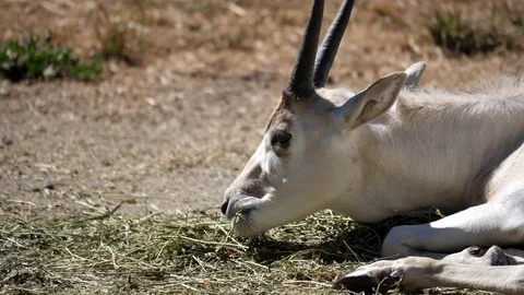 Slow motion of scimitar horned oryx eating food inside a farm 스톡 동영상 78217044