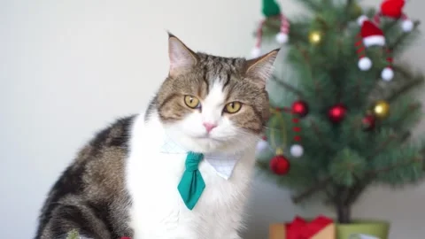 Slow motion scottish tabby cat wear necktie sit with christmas tree gift box Stock Footage 254057822