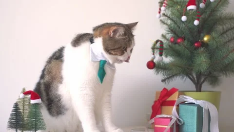 Slow motion scottish tabby cat wear necktie sit with christmas tree gift box Stock Footage 254059459