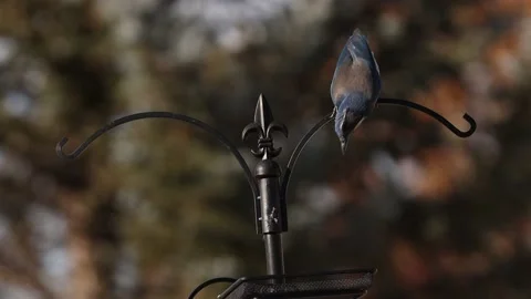 Slow Motion Scrub Jay grabbing peanut from feeder Stock Footage 133543453